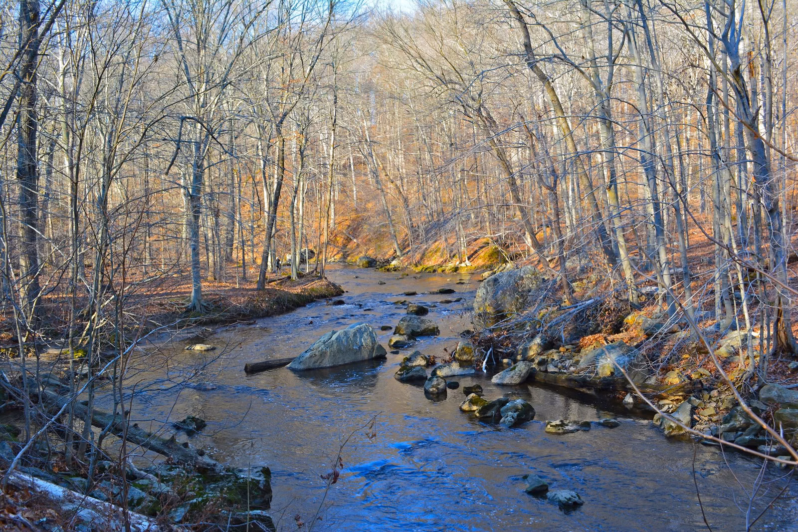 Ridley Creek and late-autumn woods in Ridley Creek State Park