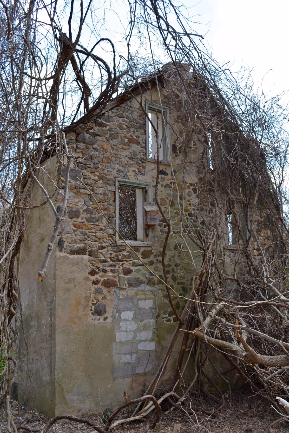 The overgrown stone ruin of the Mullen house in the woods of Ridley Creek State Park
