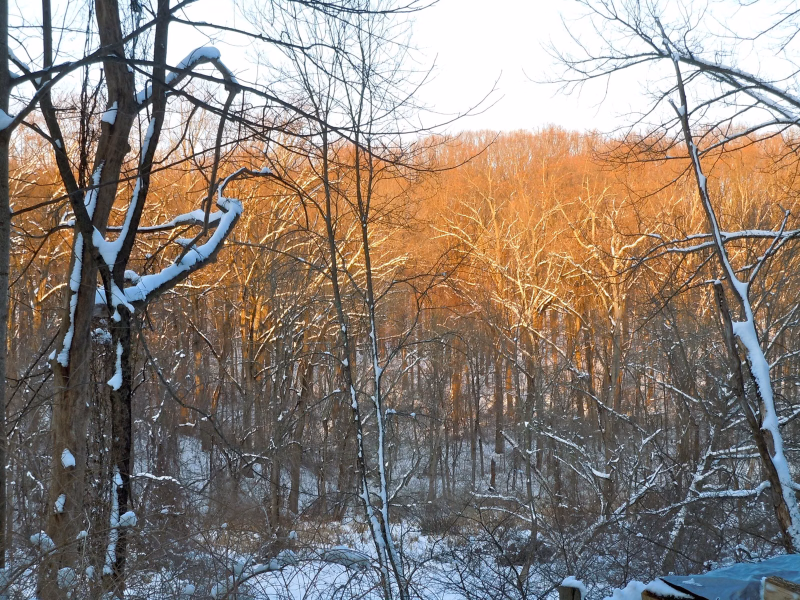 Snowy hillside woods above Ridley Creek lit by low winter sun in Ridley Creek State Park