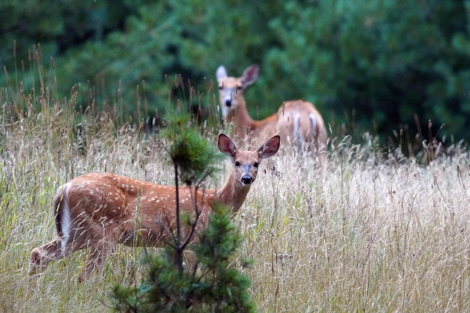 A white-tailed deer doe and fawn in tall grass (U.S. Fish and Wildlife Service photo)