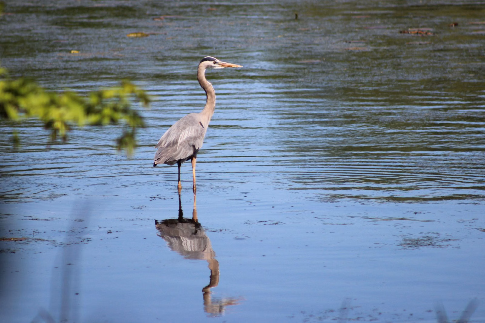 A great blue heron standing in shallow water (U.S. Fish and Wildlife Service photo)