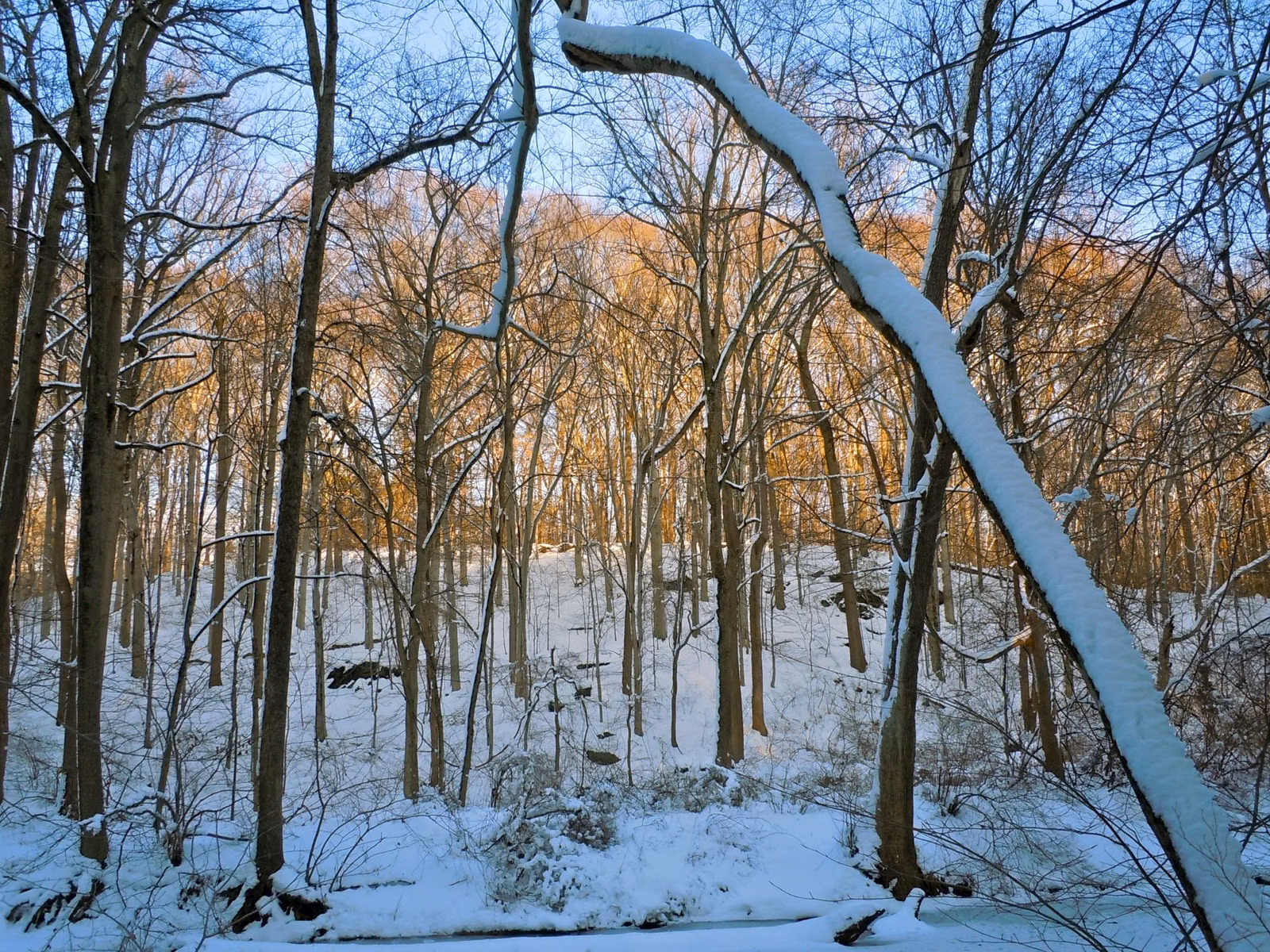 Tall bare trees and snow in the woods beside Ridley Creek in Ridley Creek State Park